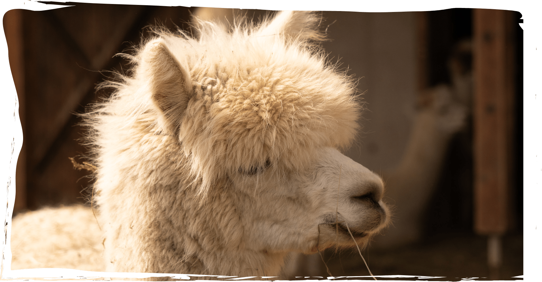 ein super flauschiges und süßes Alpaka