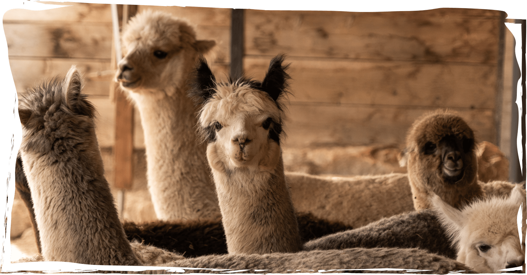Auf dem Headerbild sind eine ganze Schar Alpaka-Weibchen die glücklich in die Kamera schauen.