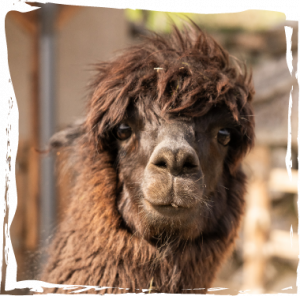 ein Alpaka schaut süß und verwuschelt in die Kamera