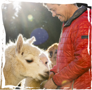 Hier sieht man Bernhard den AlpakaBauern wie er seine Alpakas füttert. Ultra süß und flauschig.