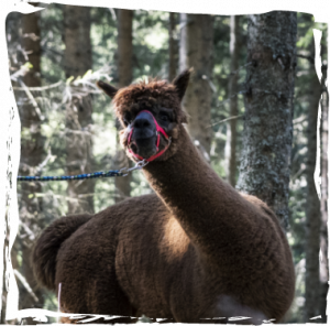 Hier sieht man ein Alpaka das im Wald direkt in die Kamera blinzelnd seinen Besitzer auffordert, schneller zu gehen.