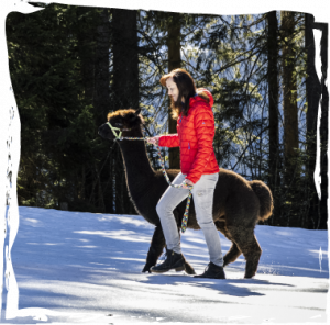 Hier sieht man Ingried mit einem Alpaka spazieren. Ingried lässt auf der Alm immer die Sonne scheinen.